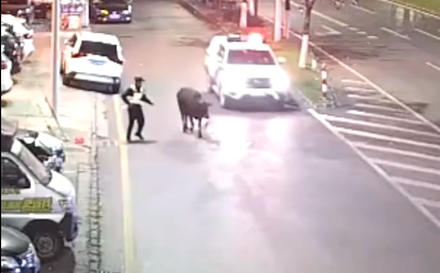 脱缰黄牛路边&ldquo;散步&rdquo; 小塘派出所巡逻警辅变身&ldquo;放牛郎&rdquo;