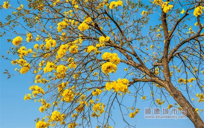 黄花风铃木气氛组上线！顺德这些打卡地超好拍~
