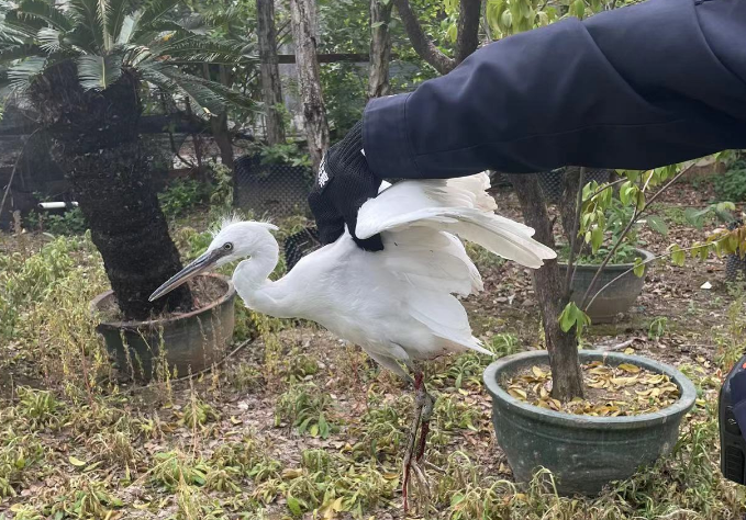 白鹭误撞电线杆受伤，警民多方接力暖心救助