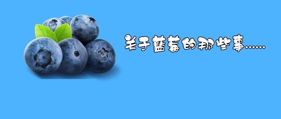 每天吃一盒蓝莓会发生什么？皮肤真的会变白？视力真的会变好？