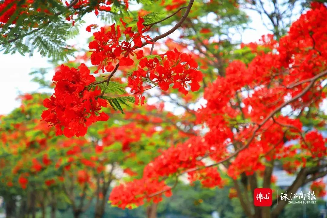 来顺德，赏一片ꕥ花花花花人花花花花ꕥ