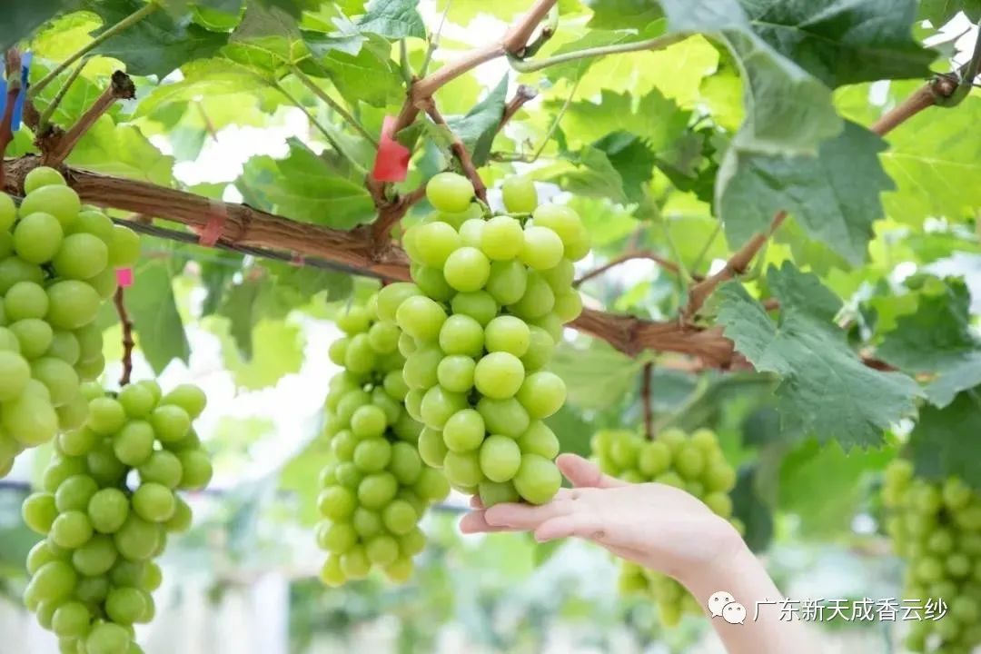 顺德人夏天的快乐，就是一口一个水果！