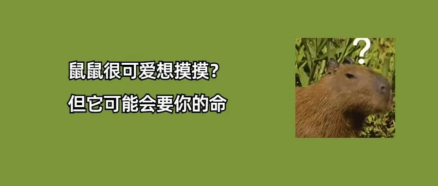 危险！警惕鼠疫！尤其是这些旅客......请直接拒绝