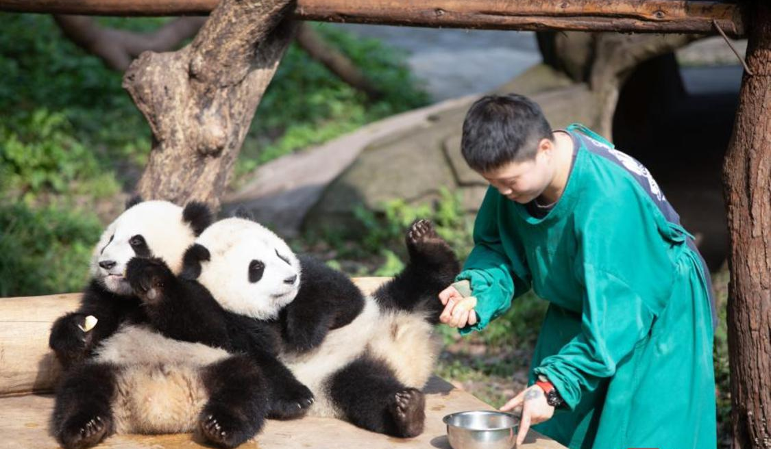萌翻了！顺德也有自己的熊猫了，美的官宣认养   