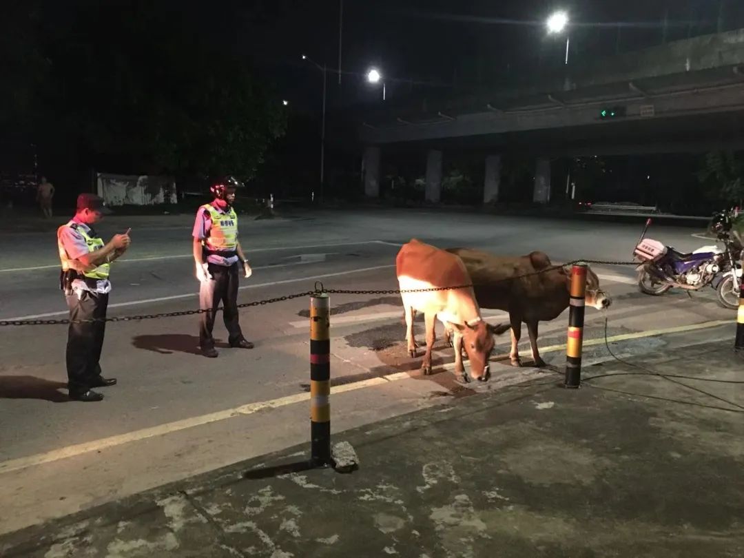 两头黄牛在马路上&ldquo;散步&rdquo;，蜀黍连忙上前&hellip;&hellip;