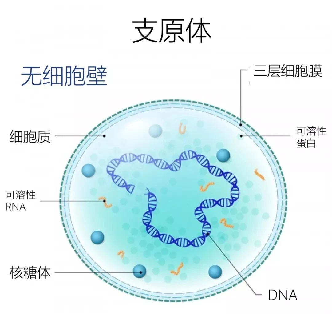 五类人群容易感染肺炎支原体！六方面做好科学防治！