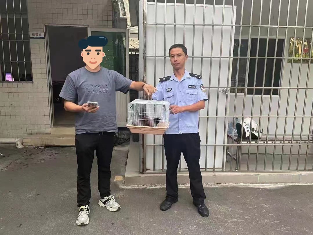 天上掉下只&ldquo;走地鸡&rdquo;？一查来头不简单