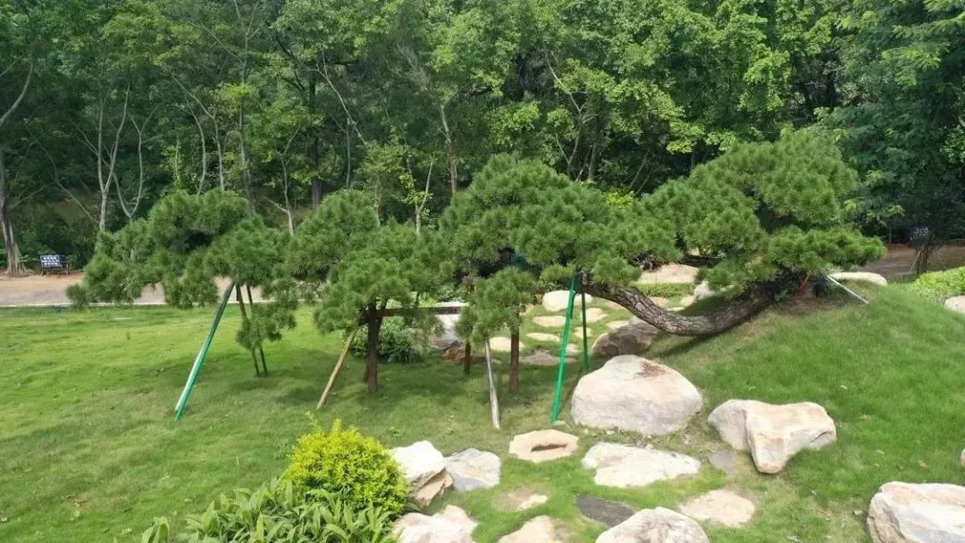 把城市建在公园中！佛山全方位擘画绿色生态文明底色