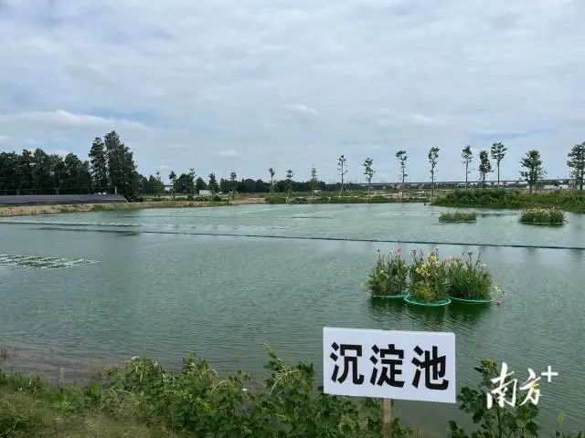佛山小池塘，改出绿色养殖新天地