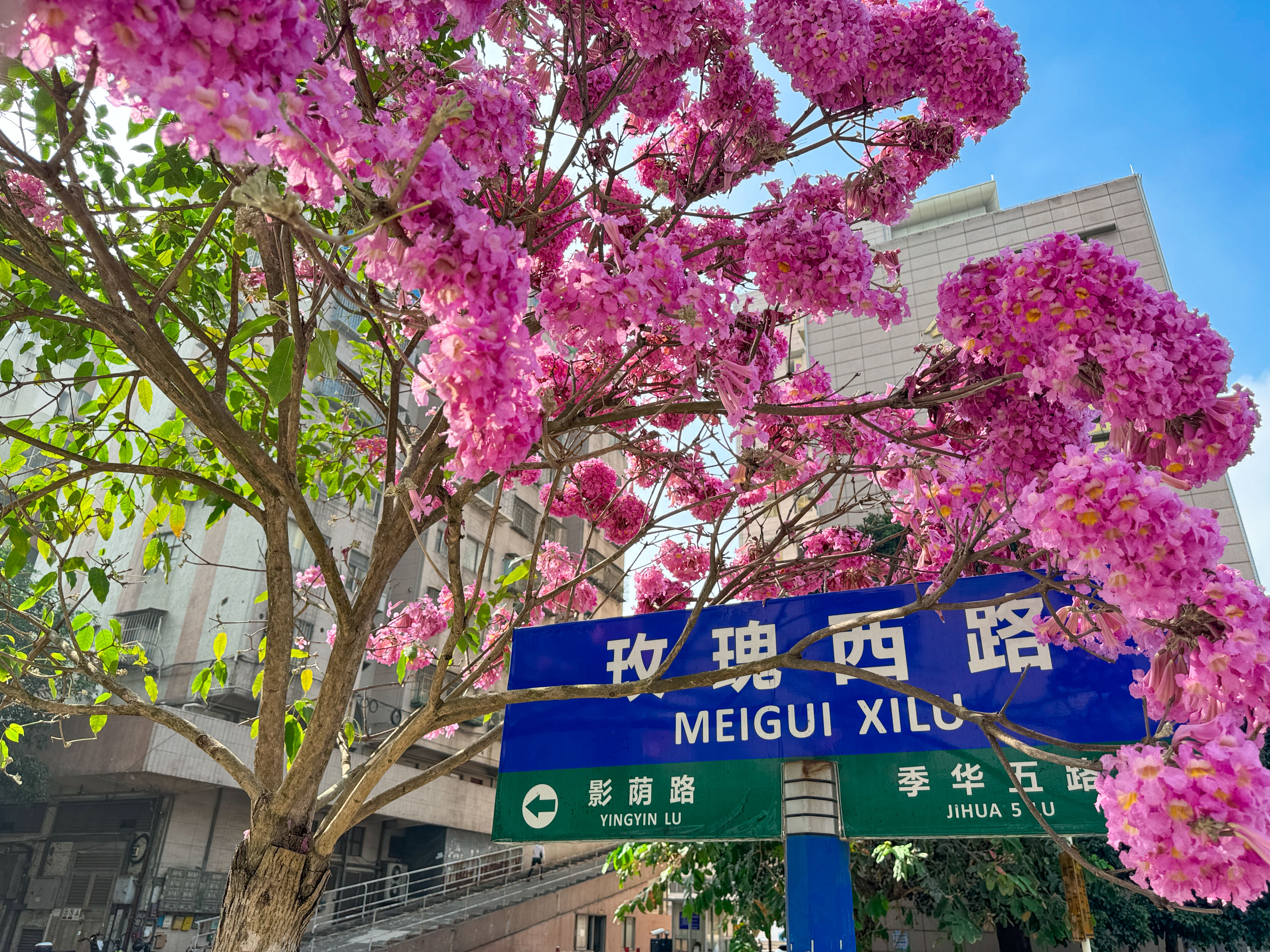 寻花使者 | 超美！禅城竟下起了&ldquo;紫红色花雨&rdquo;！