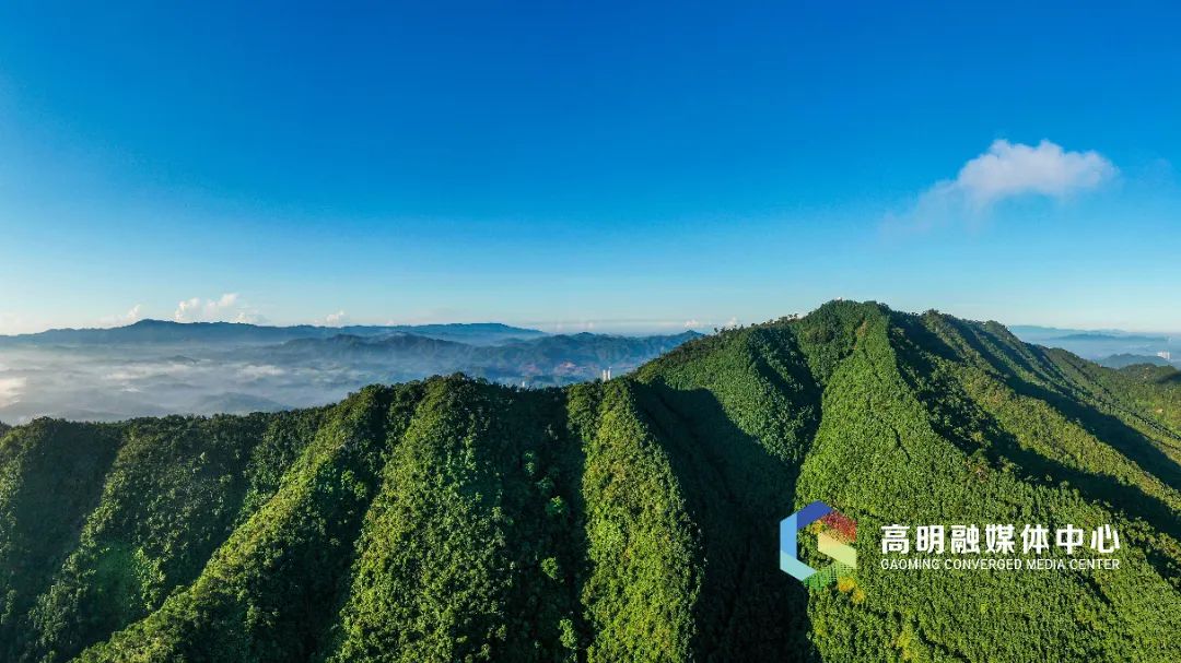 以绿惠民，佛山这些森林不仅&ldquo;护肺&rdquo;还能&ldquo;生钱&rdquo;！