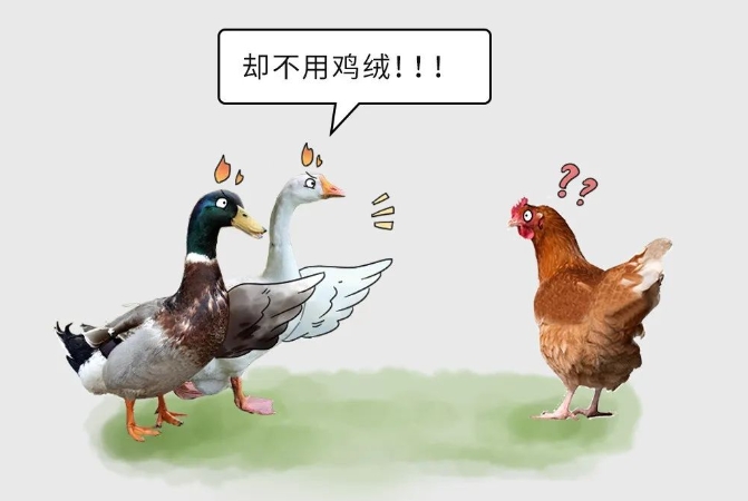 为什么有鸭绒、鹅绒，却没有鸡绒羽绒服？