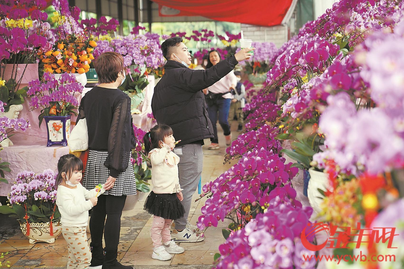 &ldquo;十里花街&rdquo;重现佛山最大花市 陈村&ldquo;桔王&rdquo;拍出78888元！