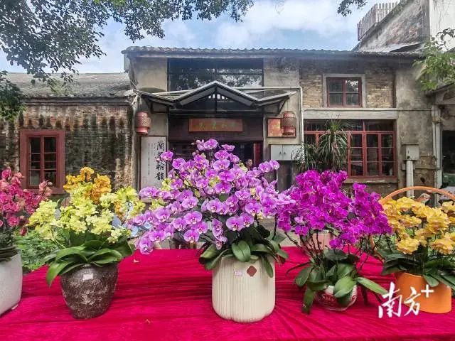 龙年首展，200多个兰花品种在顺德争奇斗艳！