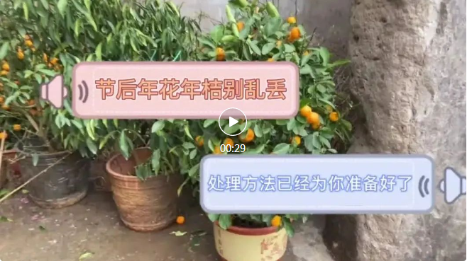 &ldquo;过气&rdquo;年花、年桔别乱扔！往这55个点投放！