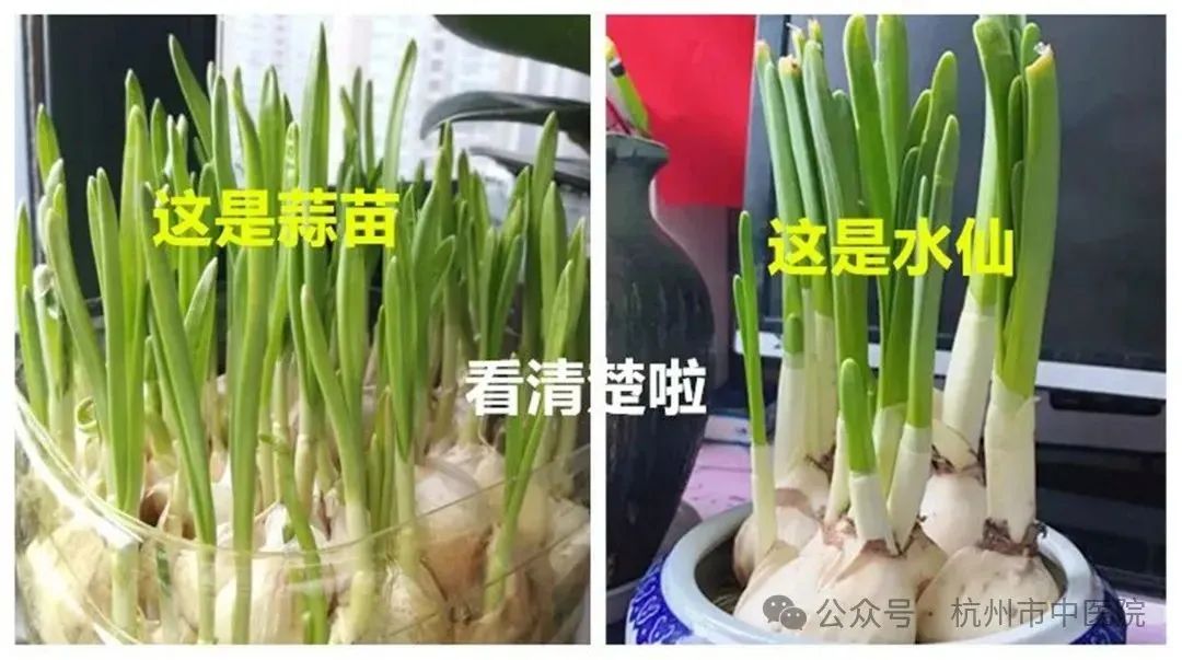 这种植物超爱装&ldquo;蒜&rdquo;！一对夫妻因误食中毒&rarr;