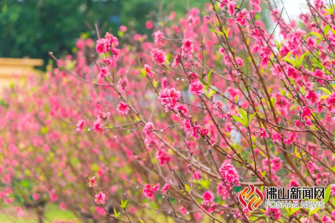 佛山新春版&ldquo;繁花&rdquo;，美醉了！