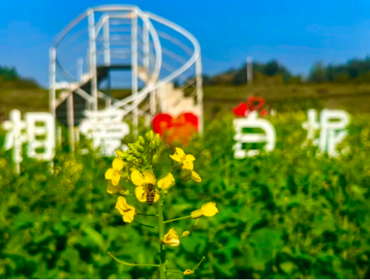 绝美！油菜花海、烟雨三巷&hellip;解锁春日里的浪漫