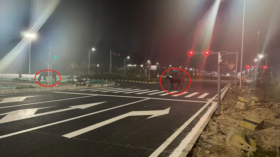 真成&ldquo;马&rdquo;路了！佛山街头深夜有马吃&ldquo;宵夜&rdquo;