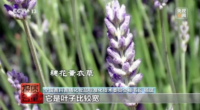 安神变提神？号称&ldquo;纯天然&rdquo;的薰衣草精油为何不单&ldquo;纯&rdquo;？