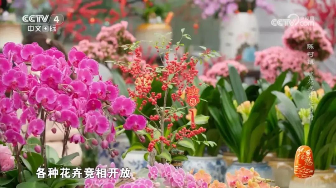 顺德今年第21次登上央视！一起云逛&ldquo;千年花乡&rdquo;陈村