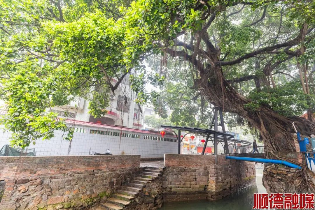 绿意盎然，来佛山这条&ldquo;全国文明村&rdquo;感受初春好景致