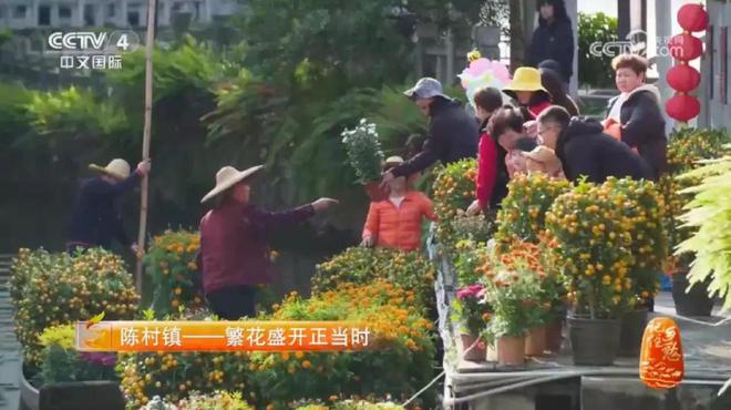 顺德今年第21次登上央视！一起云逛&ldquo;千年花乡&rdquo;陈村