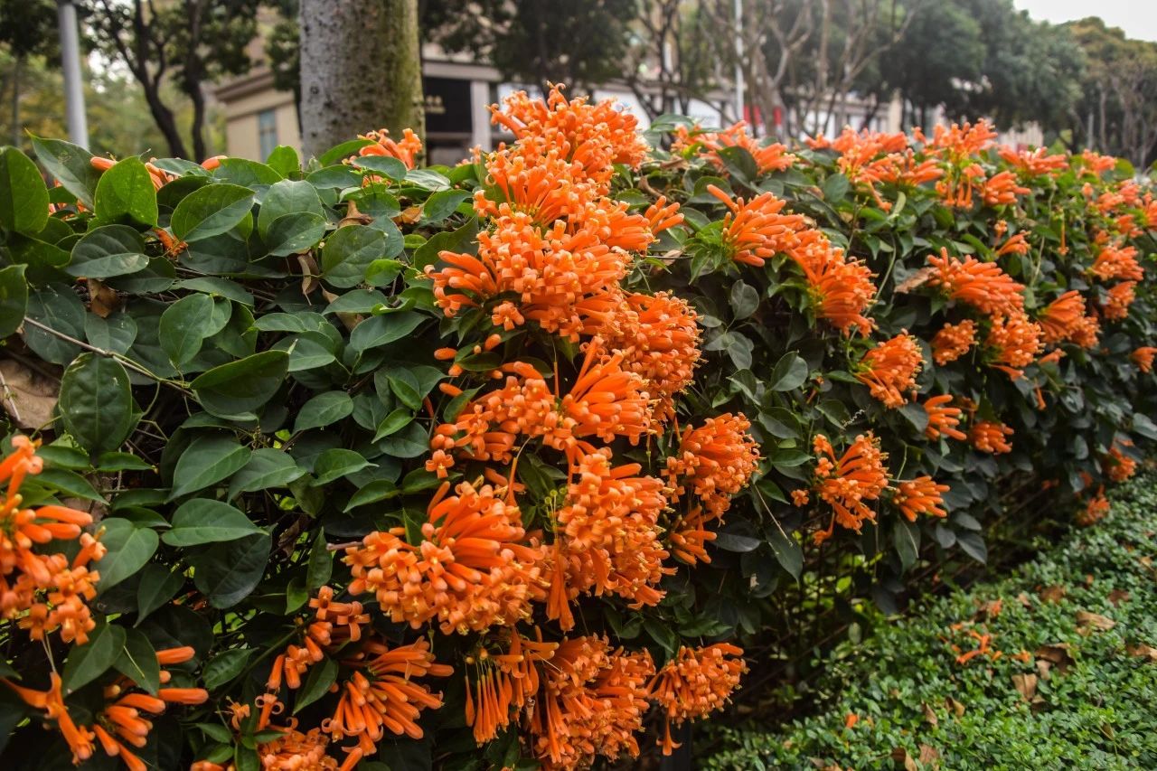 炮仗花开，禅城美&ldquo;炸&rdquo;啦！
