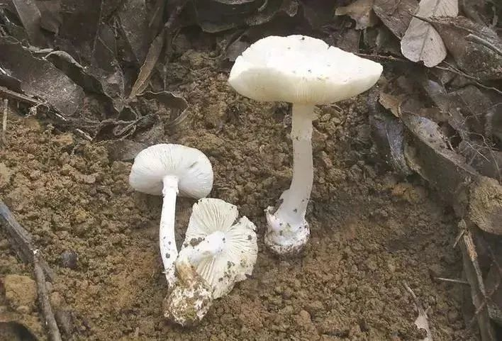 别碰！别吃！紧急提醒&rarr;
