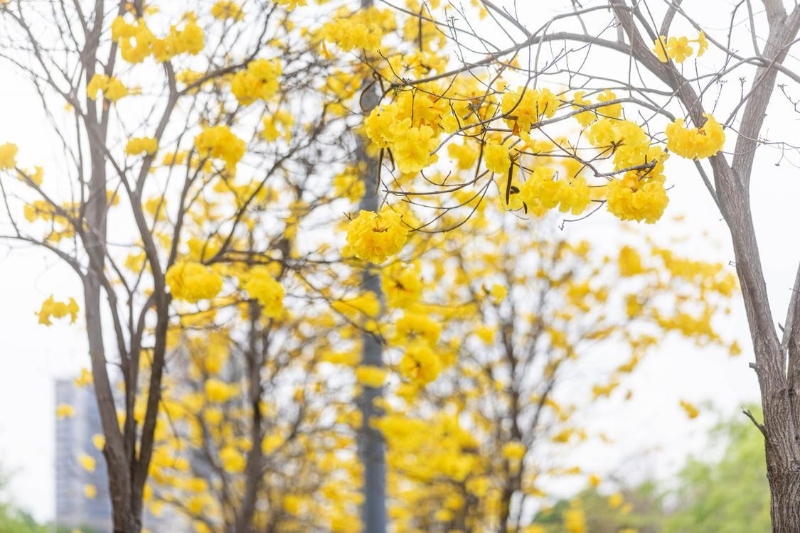 佛山这条马路太浪漫了，开满黄花风铃木！