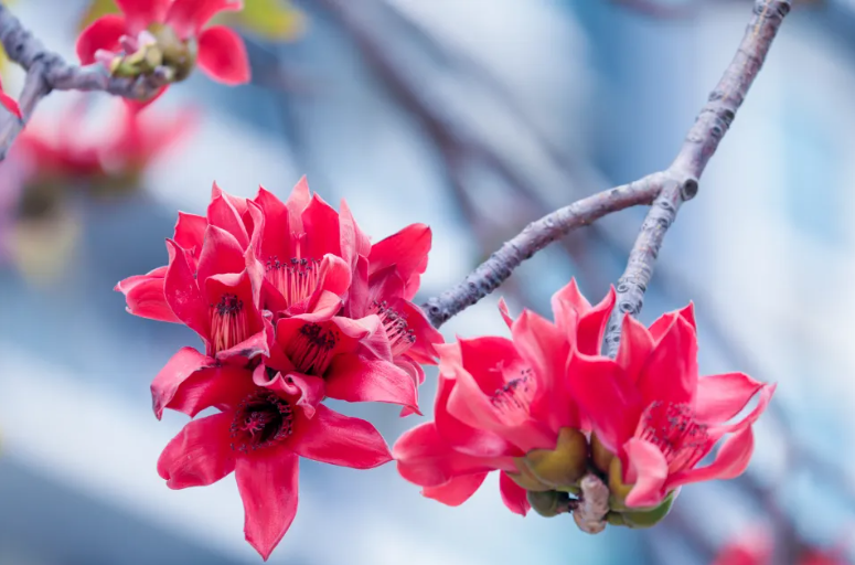 最近佛山开的花花叫什么名字？发布君来告诉你！
