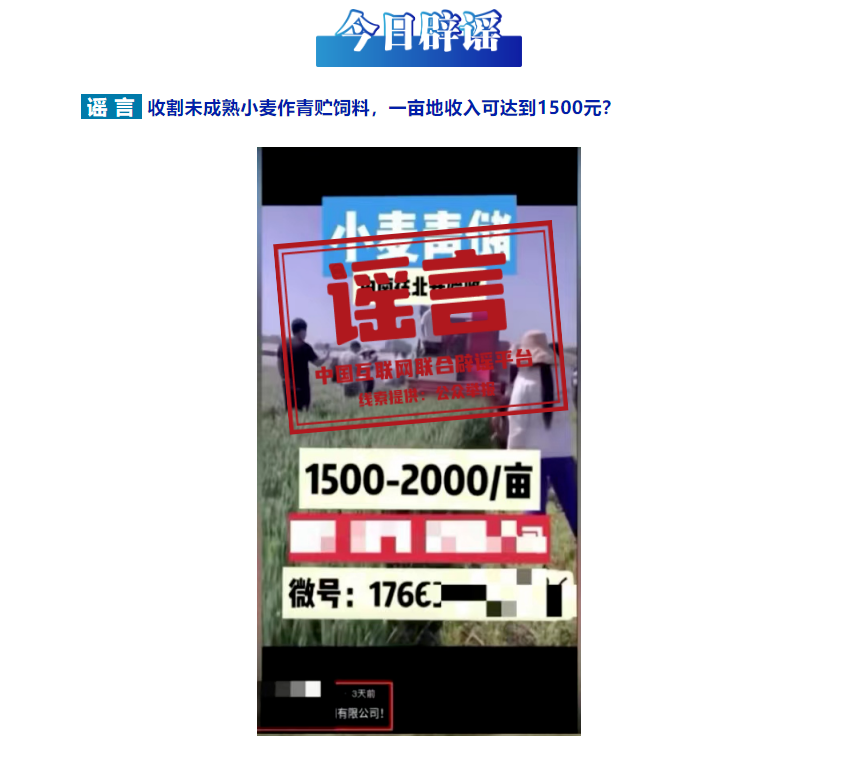 今日辟谣|收割未成熟小麦作青贮饲料，一亩地收入可达到1500元？