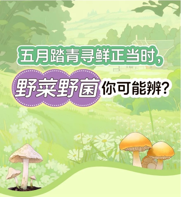 五月踏青寻鲜正当时，野菜野菌你可能辨?