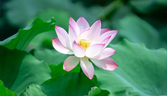 惊艳！佛山这片荷花开好了！拍照攻略&rarr;