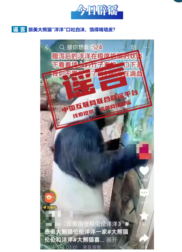 旅美大熊猫&ldquo;洋洋&rdquo;口吐白沫、饿得啃墙皮？