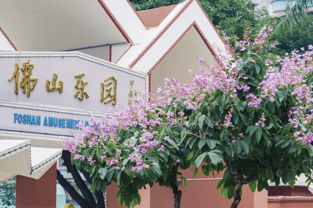 地铁直达！有被佛山的紫薇花惊艳到！