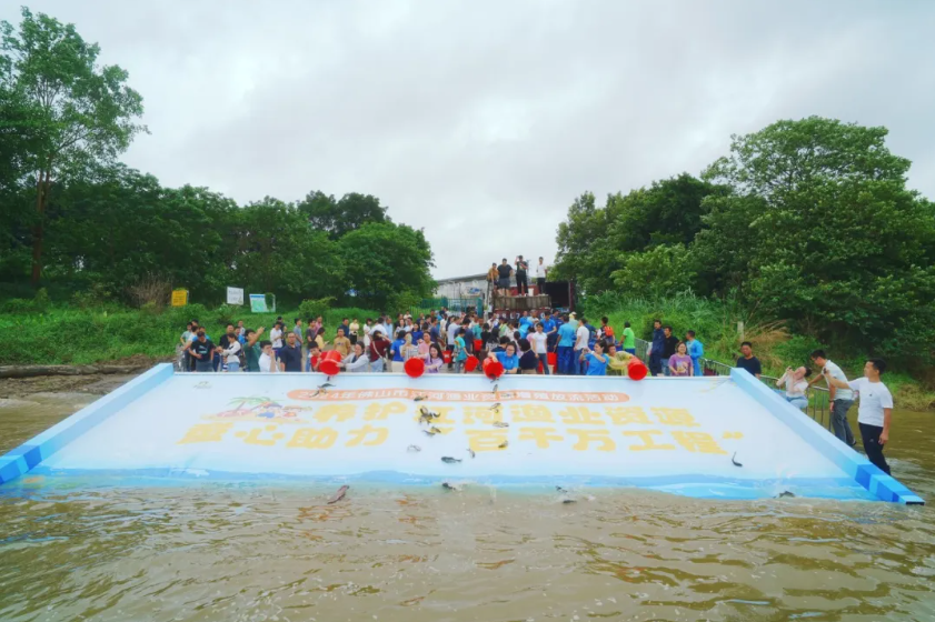 守护碧水清波！380万尾鱼苗在丹灶&ldquo;安家&rdquo;