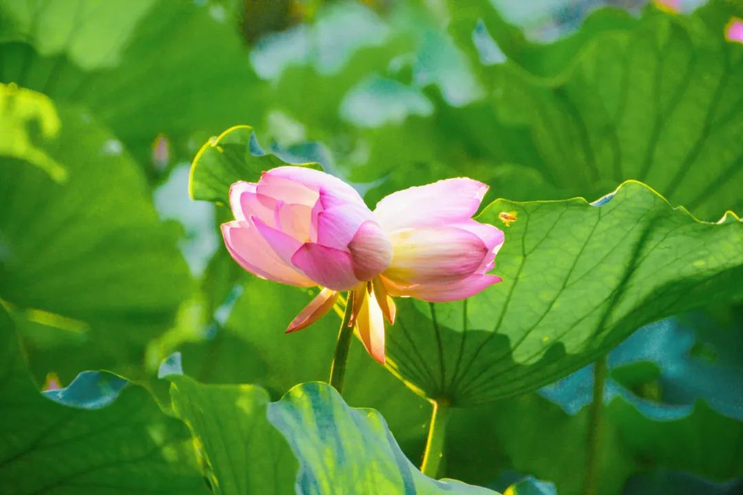 转发好运！佛山惊现罕见并蒂莲