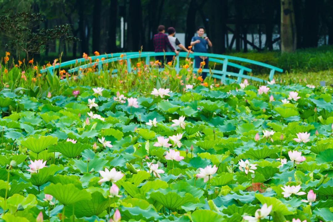 美如画！顺德这些地方荷花盛开，太出片了！
