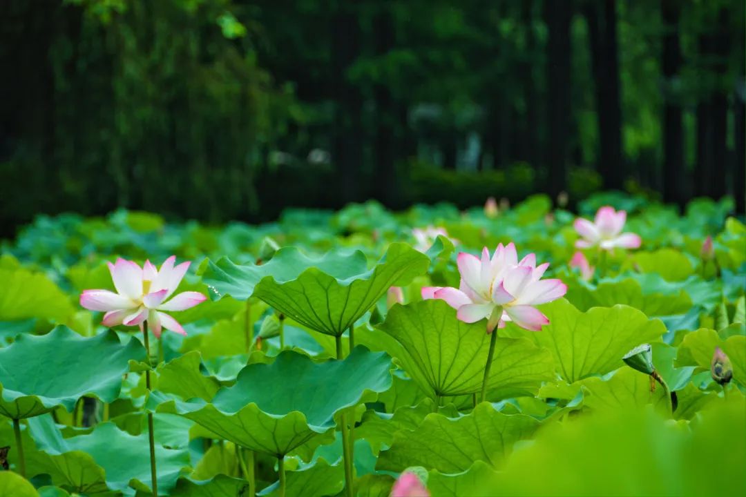 佛山夏日第N波荷花，开了！