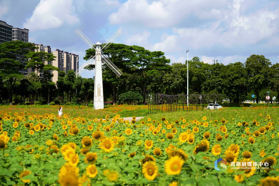 美翻！高明向日葵花海惊艳上线！免费赏花攻略&rarr;