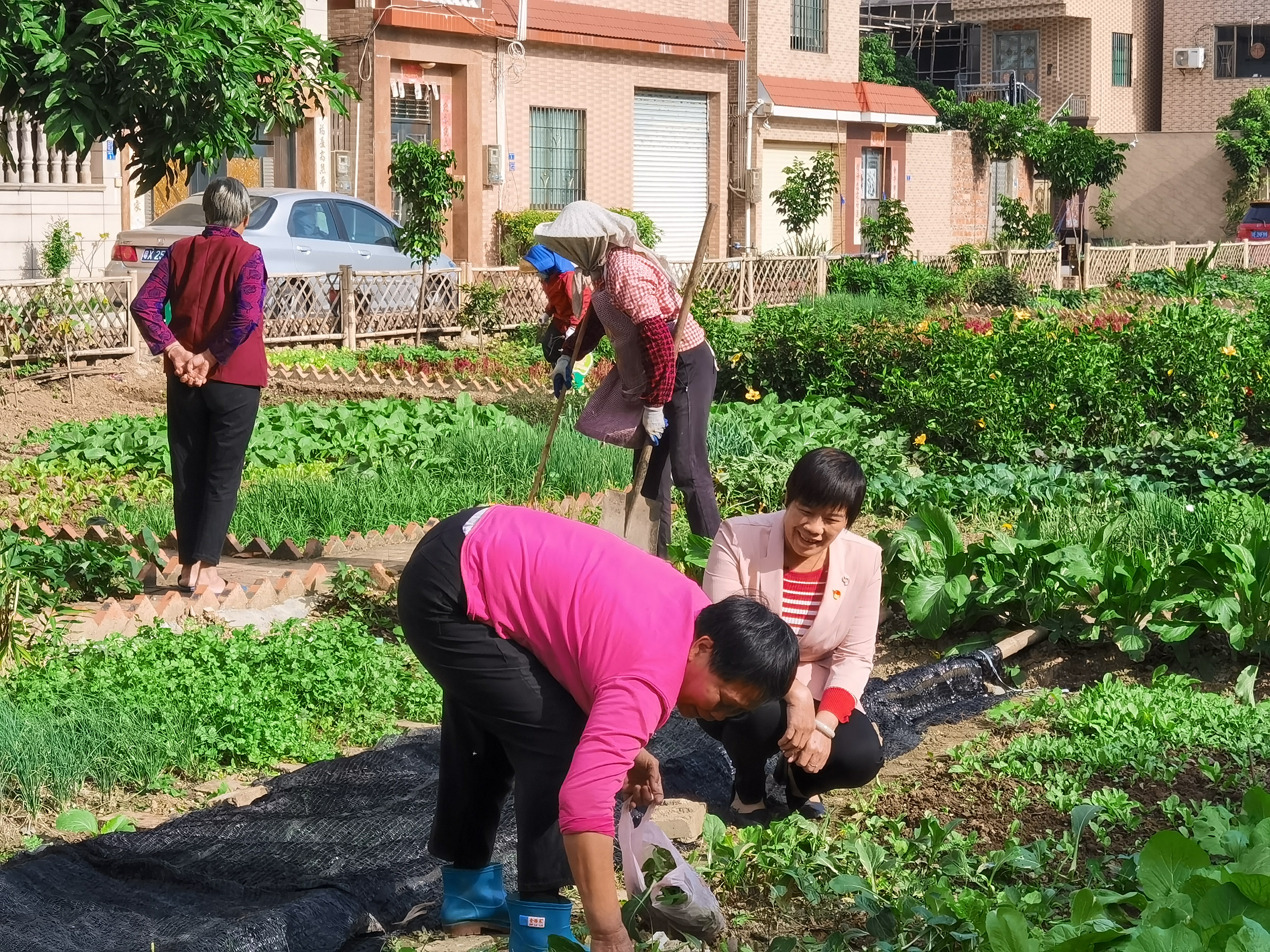 一枝一叶总关情丨家门口的&ldquo;四小园&rdquo;，变美了