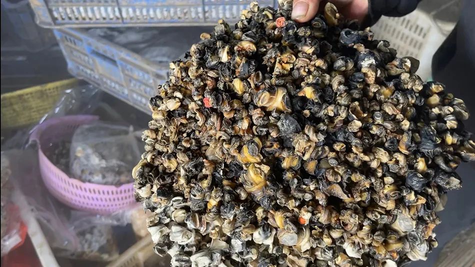 用福寿螺冒充田螺肉销售？一年销量几百吨！官方通报&rarr;