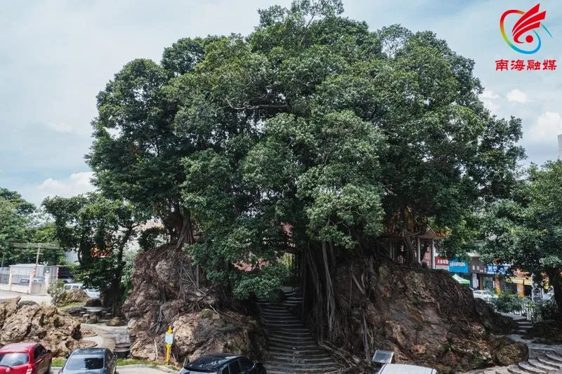 小暑节气，走进南海百年老村领略儒风乡韵