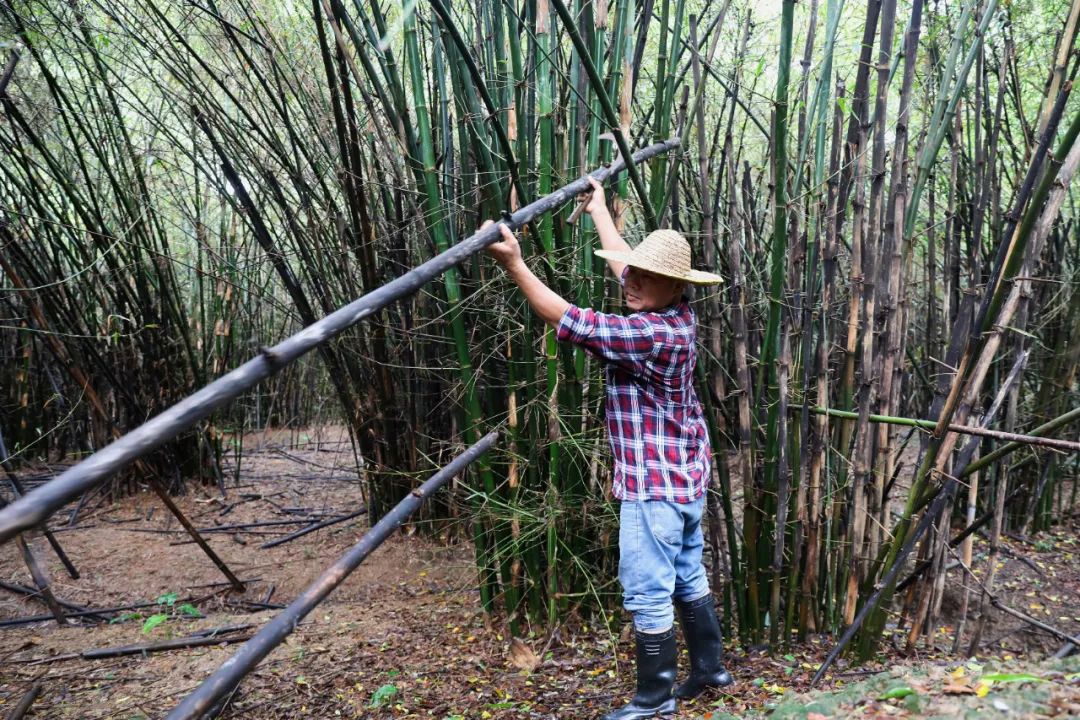 他在顺德用26年，引来三万只鹭鸟