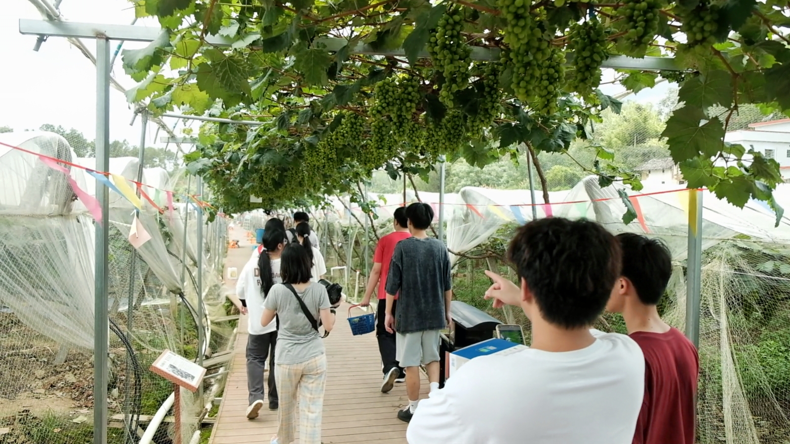 莓丽乡村进行时：科技下乡，擘画乡村振兴新蓝图