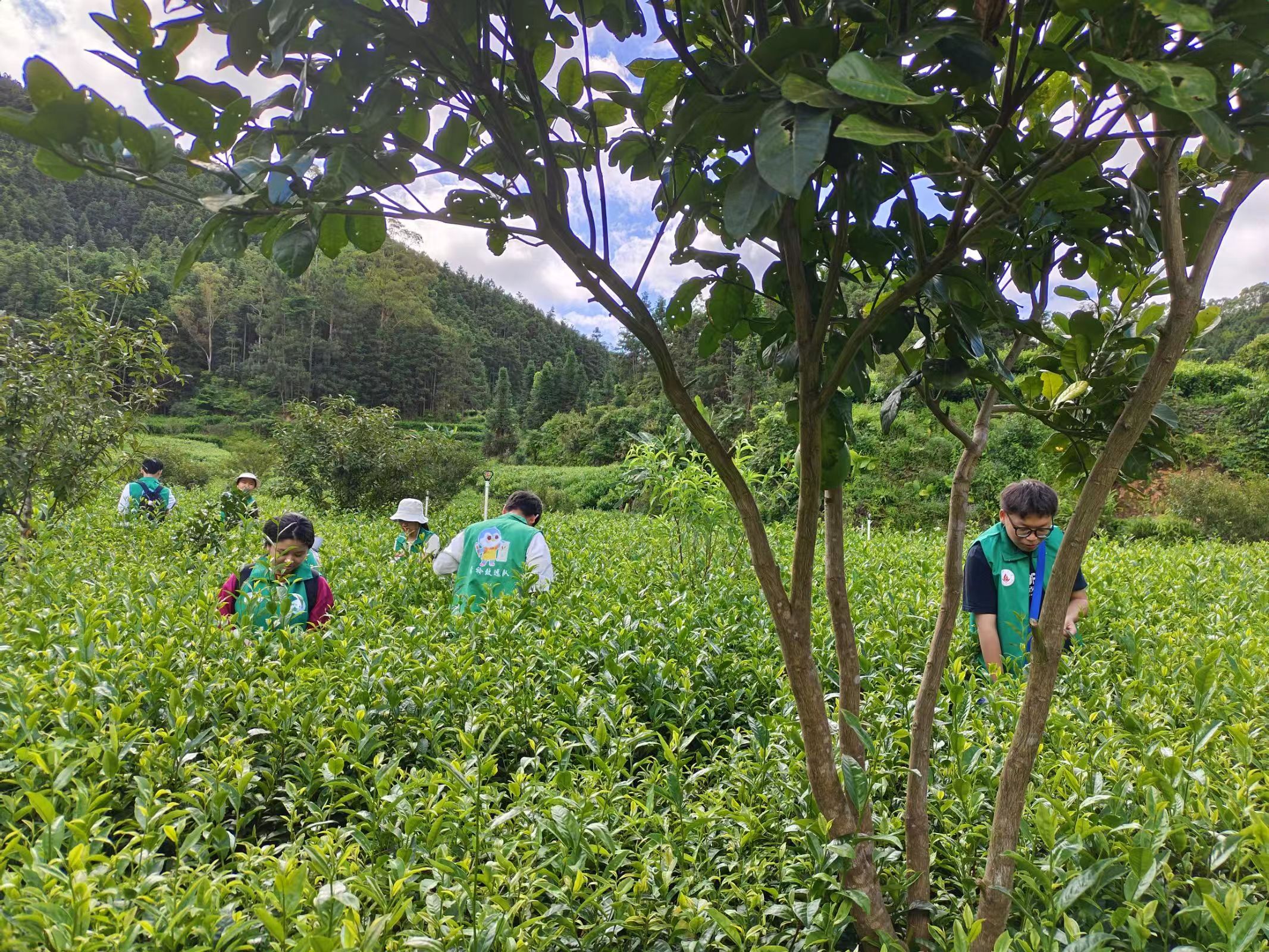 青衿致远队：茶香浮玉盏，日影绕青衿