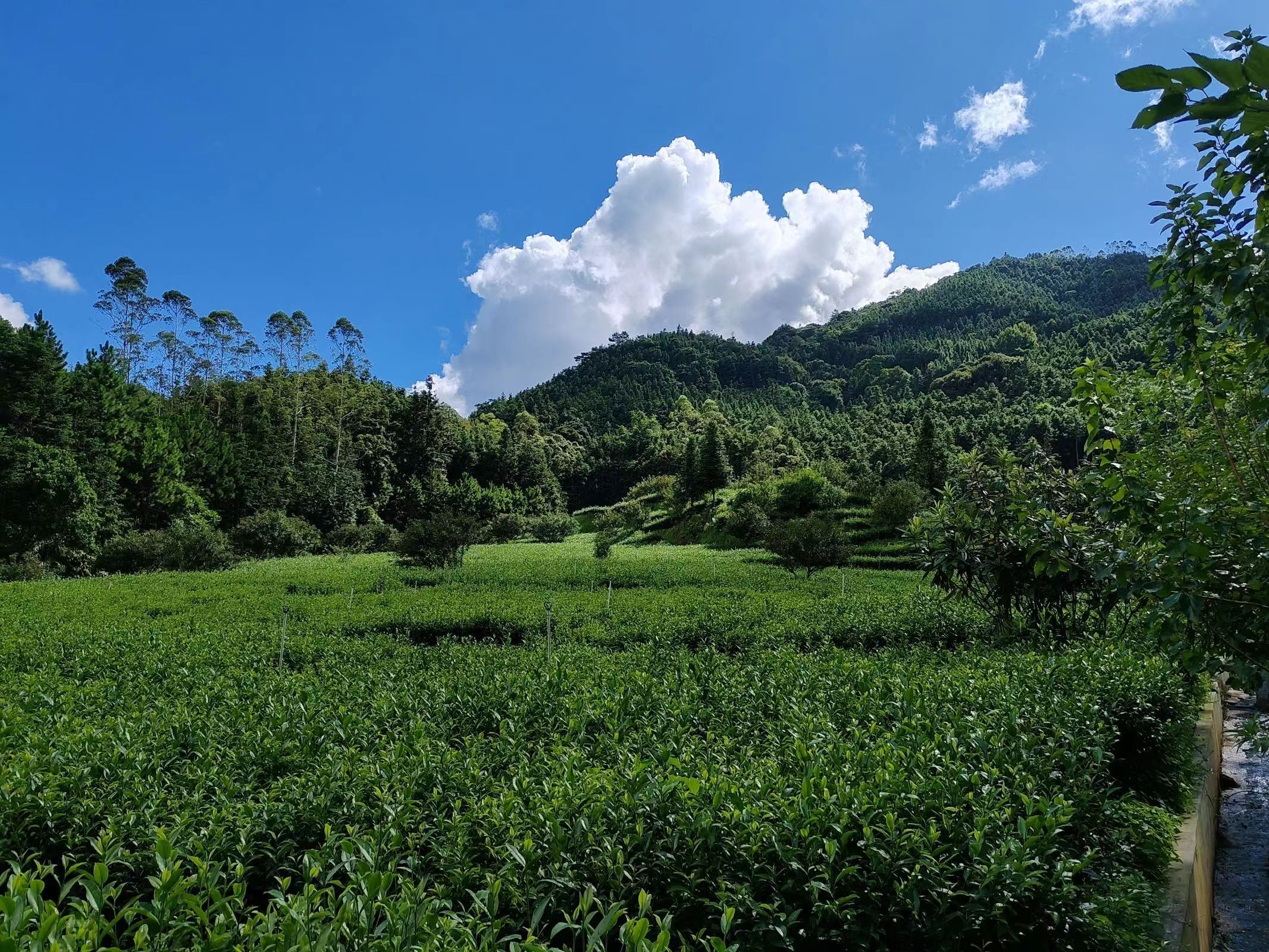 青衿致远队三下乡：共探茶园发展