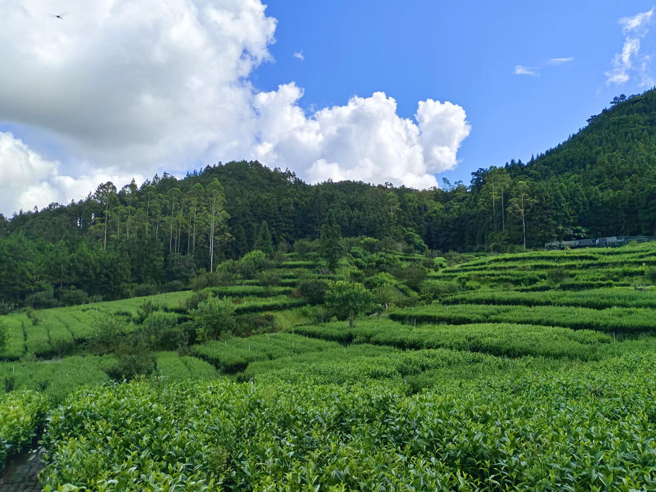 以汗水助推发展&mdash;青衿致远百千万工程突击队调查里洞绿美环境