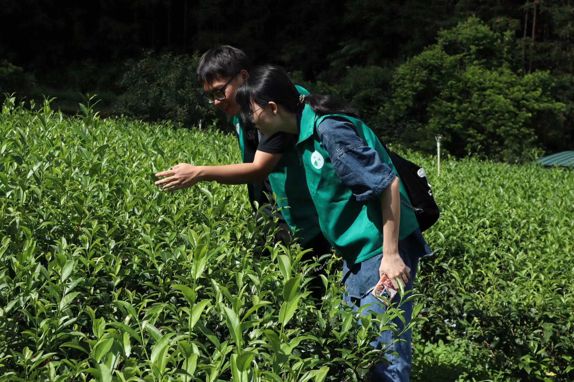 以汗水助推发展&mdash;青衿致远百千万工程突击队参观茶园